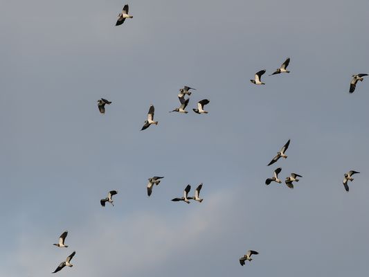 Weiterzug der Kiebitze