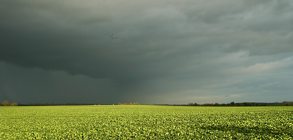 Weites Feld im Herbst