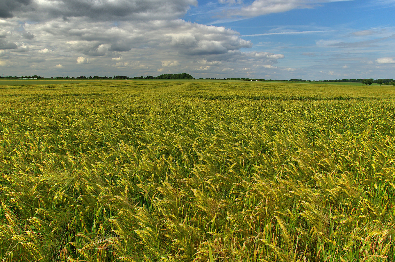 weites Feld im Sommer