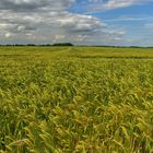 weites Feld im Sommer