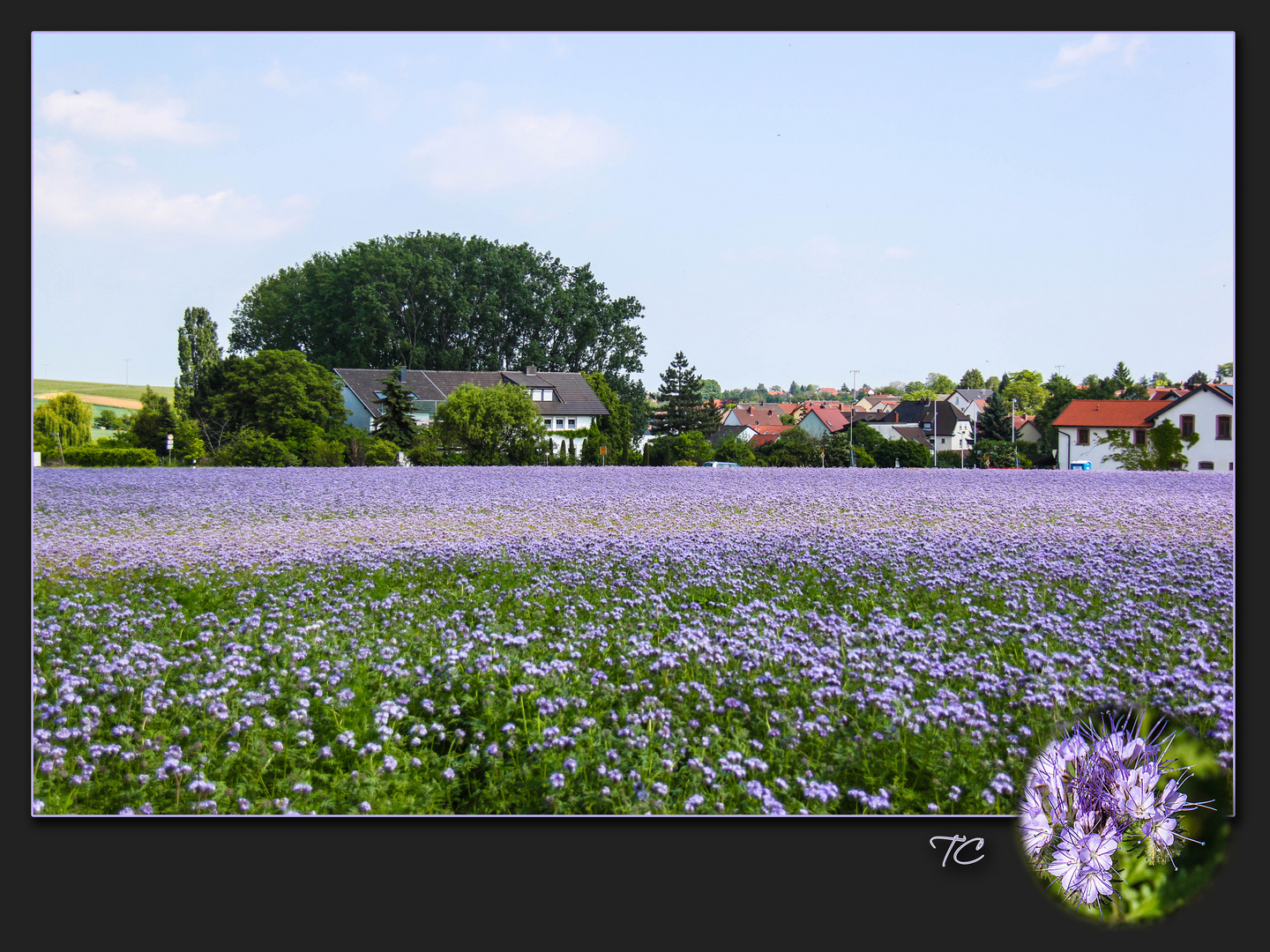 WEITES FELD IN BLAU