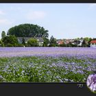 WEITES FELD IN BLAU