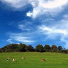 Weites Land, Kühe auf der Weide nahe der Markshöhe
