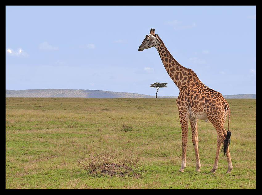 Weites Land (Masai Mara / Kenia)