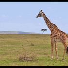 Weites Land (Masai Mara / Kenia)