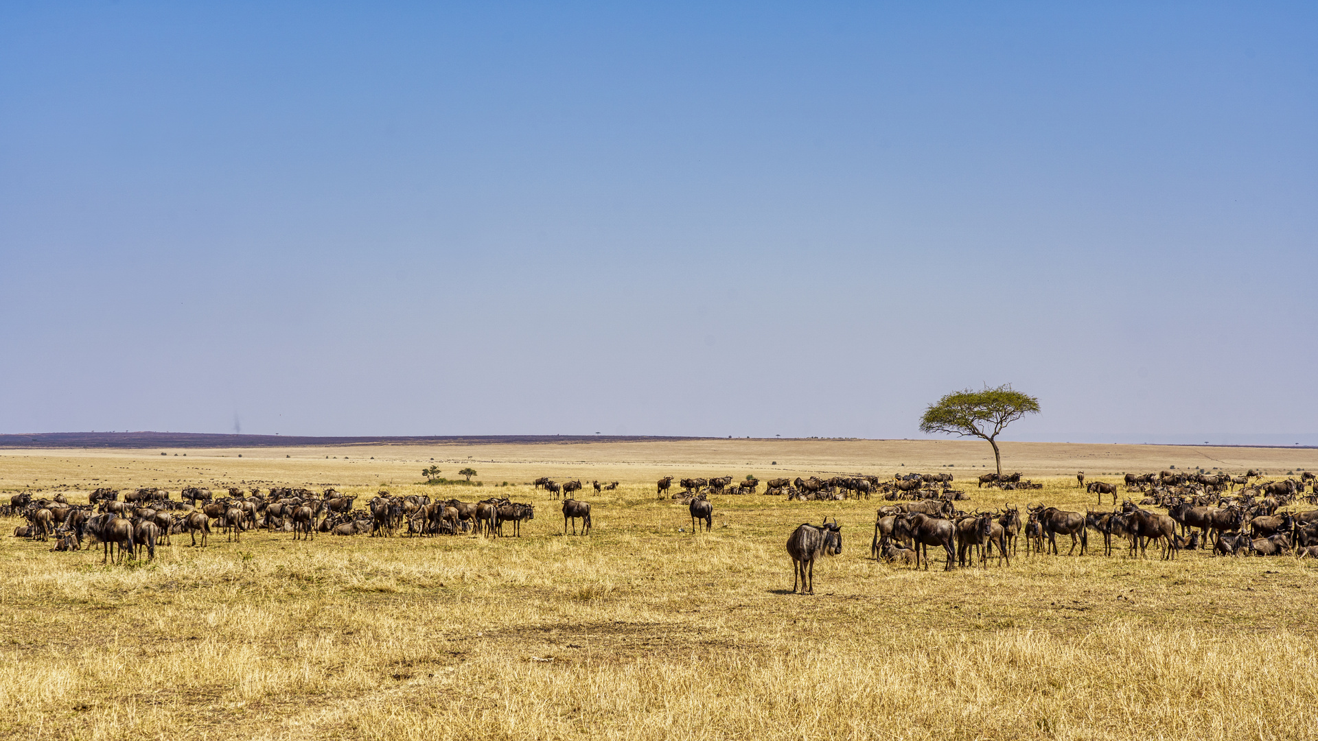 Weites Land, Massai Mara, 2021.08.06.