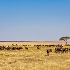 Weites Land, Massai Mara, 2021.08.06.