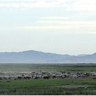 Weites Land     (Mongolei)