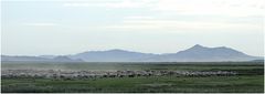 Weites Land     (Mongolei)