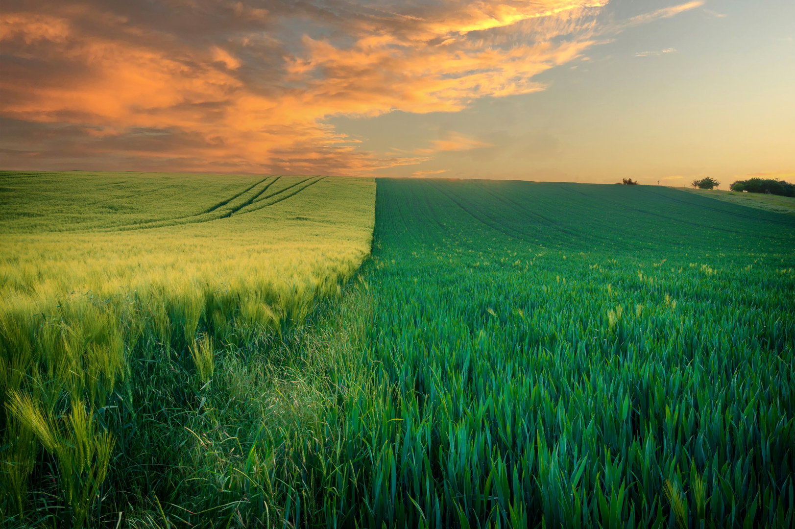 Weitläufiges grünes Feld bei herrlichem Sonnenuntergang, eine farbenfrohe Panoramalandschaft