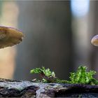 Weitlöcheriger Porling (POLYPORUS ARCULARIUS)