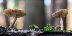 Weitlöcheriger Porling (POLYPORUS ARCULARIUS)