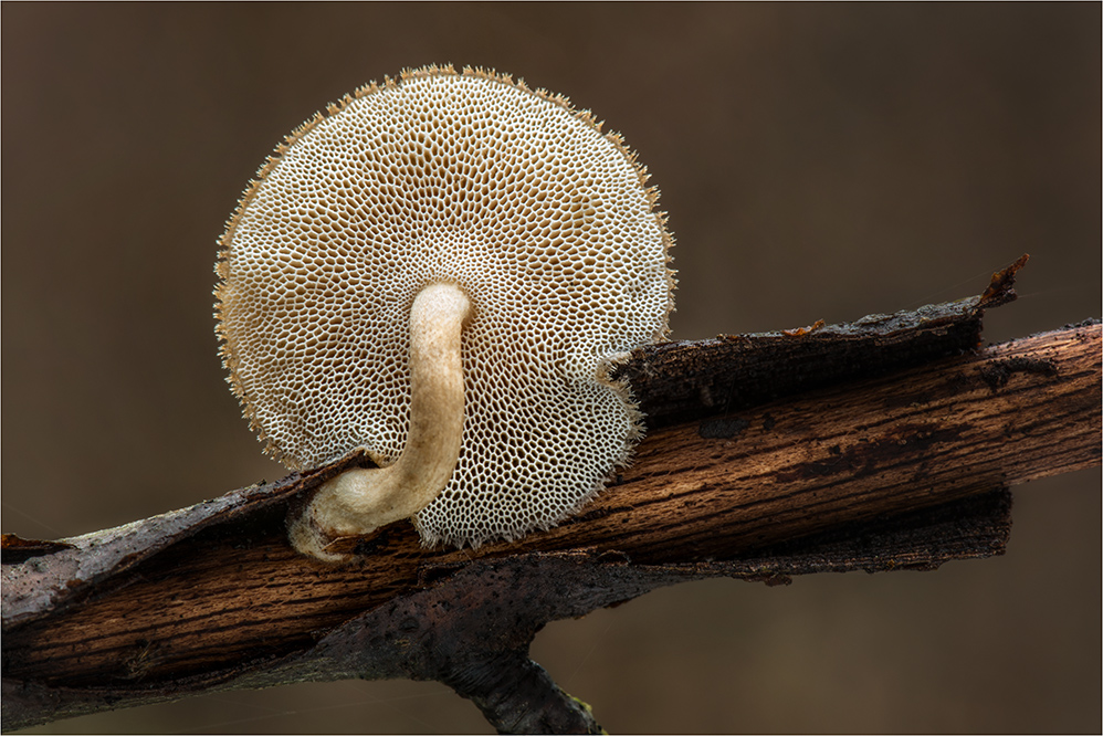 Weitlöchriger Porling (Polyporus arcularius)