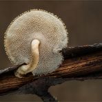 Weitlöchriger Porling (Polyporus arcularius)