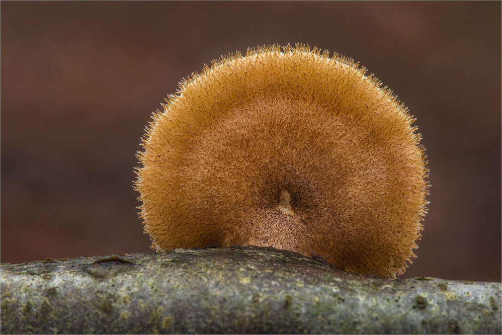 Weitlöchriger Porling (Polyporus arcularius); Hutoberseite