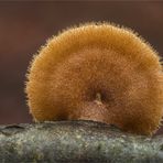 Weitlöchriger Porling (Polyporus arcularius); Hutoberseite