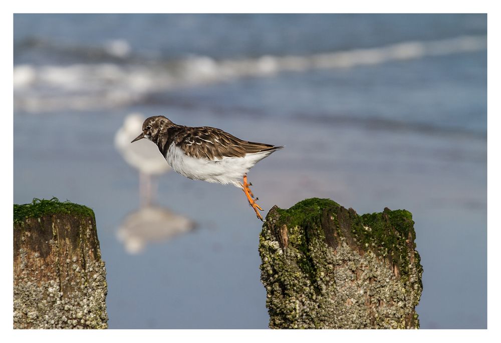 Weitsprung der Vögel IV