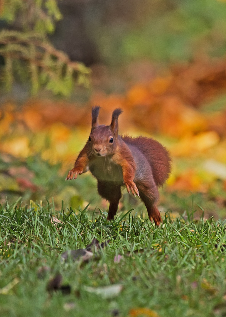 "Weitsprunghörnchen"