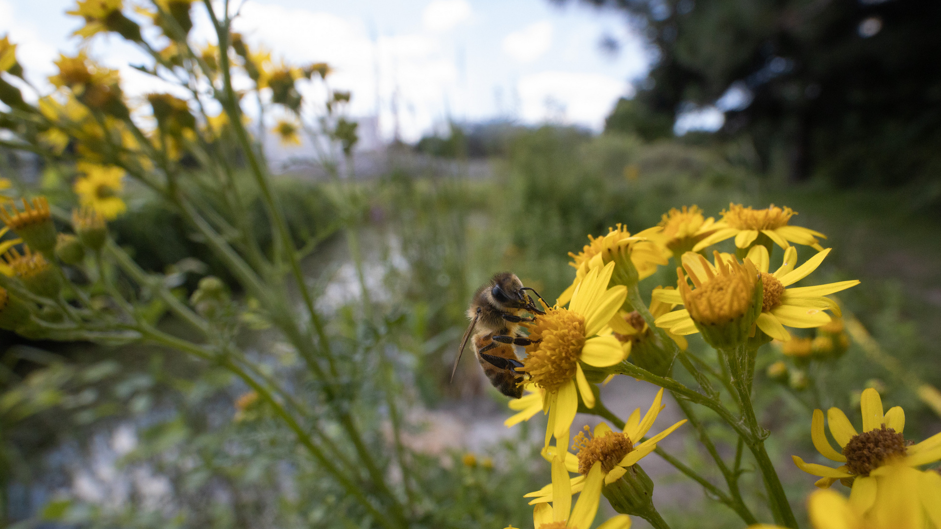 Weitwinkelbienenmakro