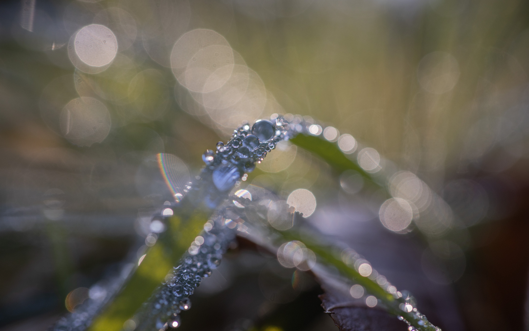 Weitwinkelbokeh I