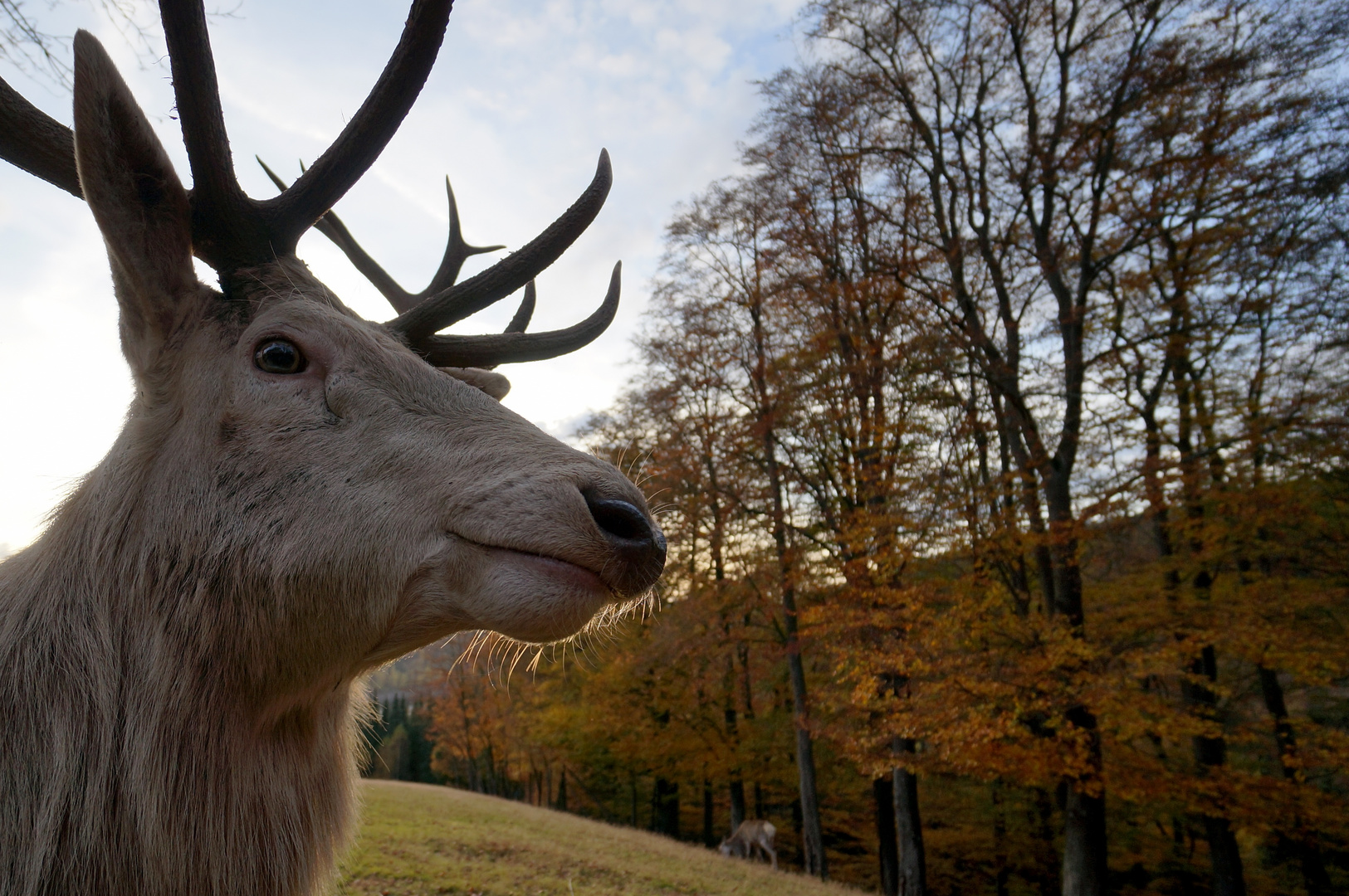 Weitwinkelportrait