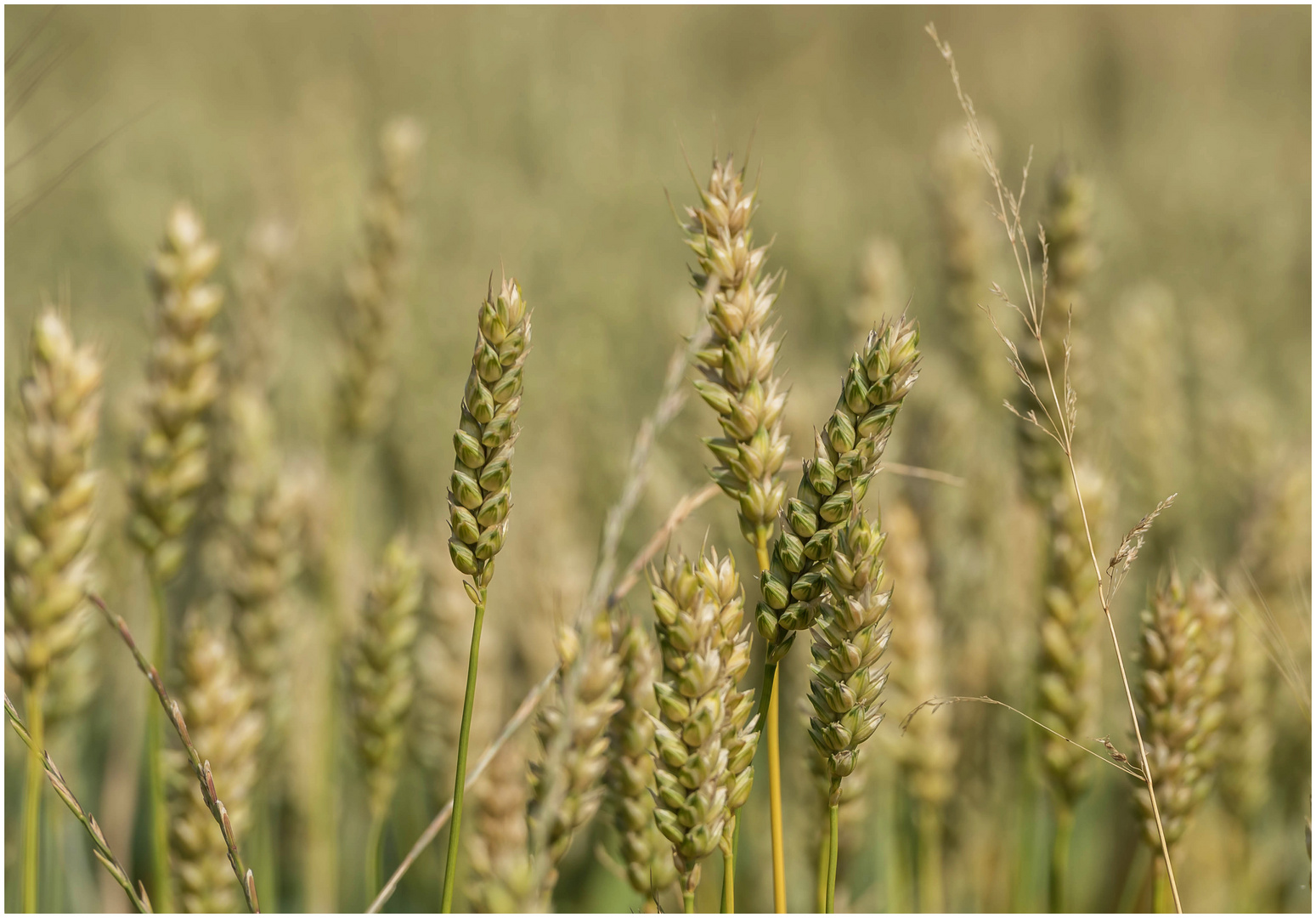 Weizen Foto &amp; Bild | natur, getreide, landschaft Bilder auf fotocommunity
