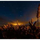 Weizen bei Nacht