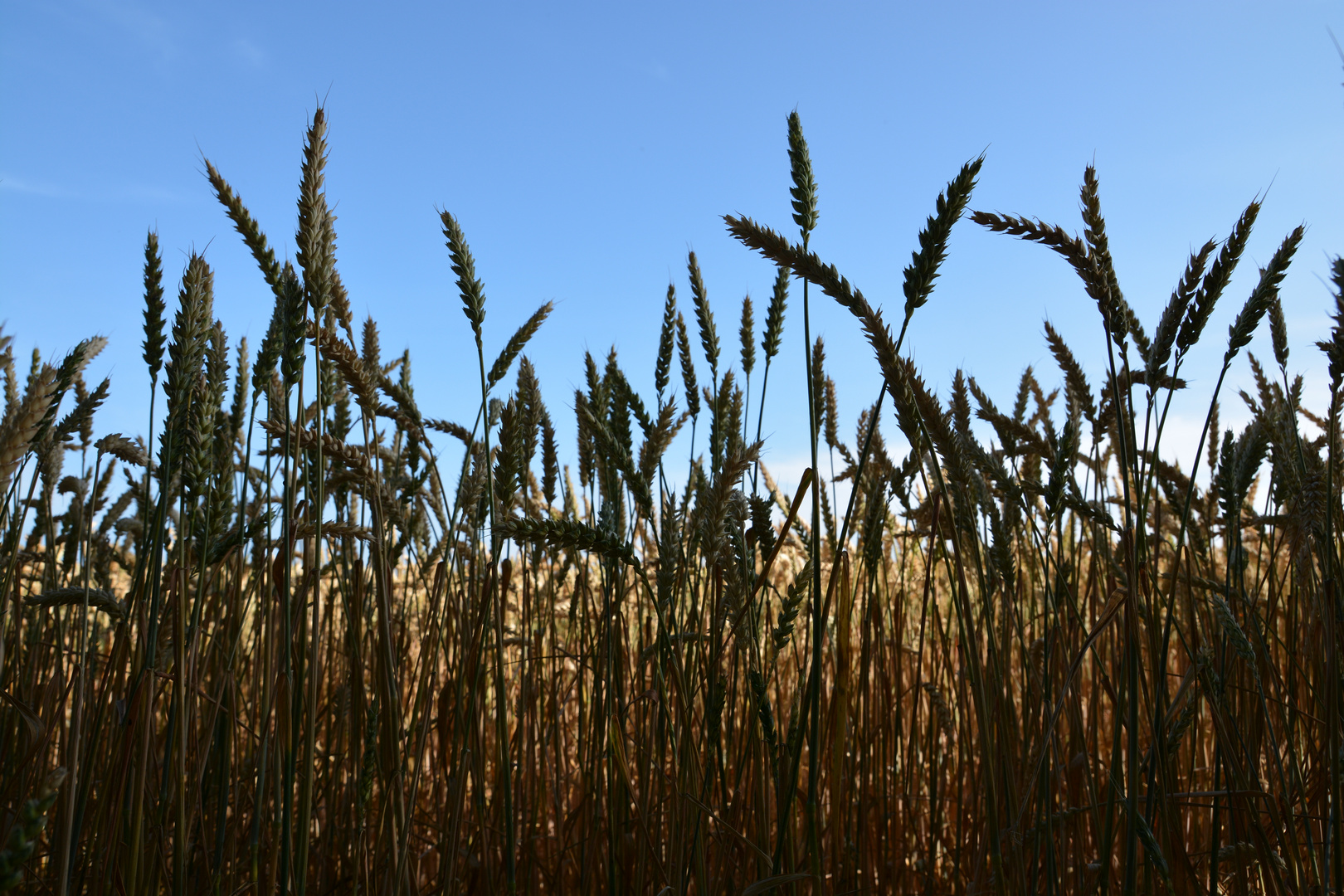 Weizen (Getreide), das Blau im Hintergrund