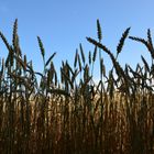 Weizen (Getreide), das Blau im Hintergrund