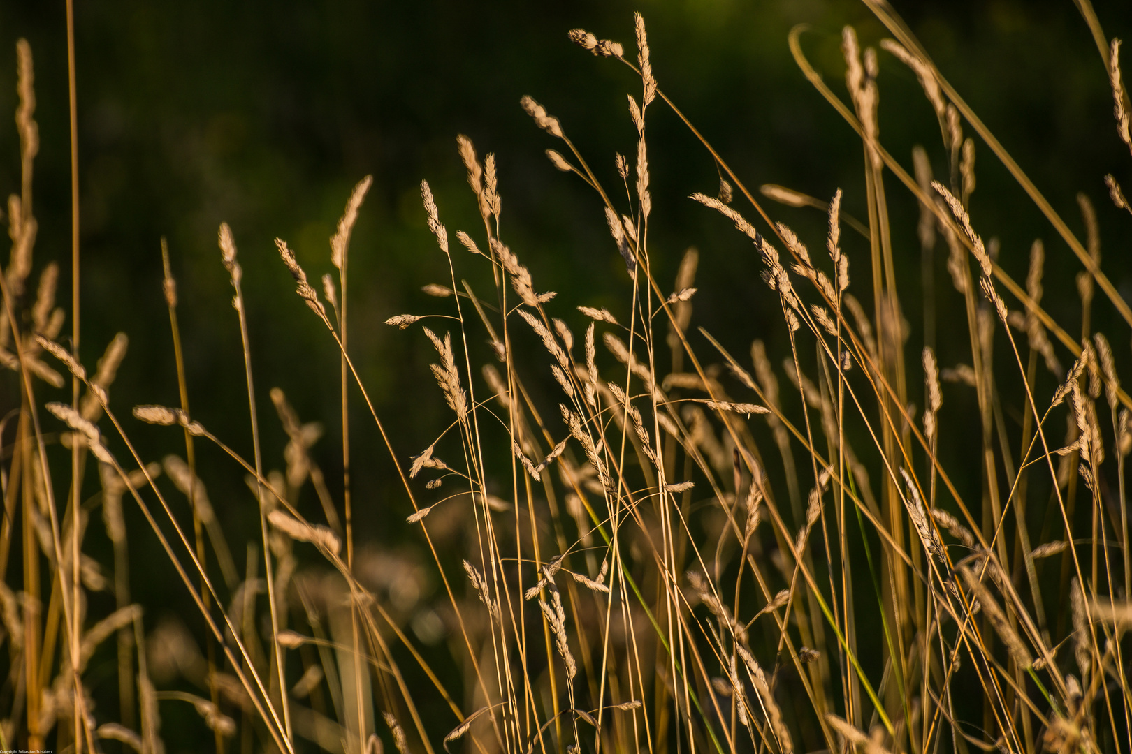 Weizen im Abendrot, Bokeh