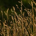 Weizen im Abendrot, Bokeh