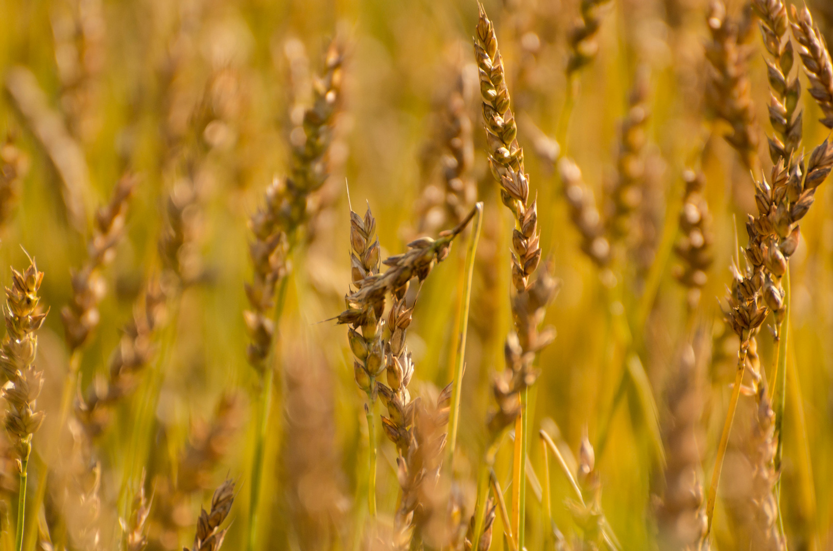 Weizen im Herbst