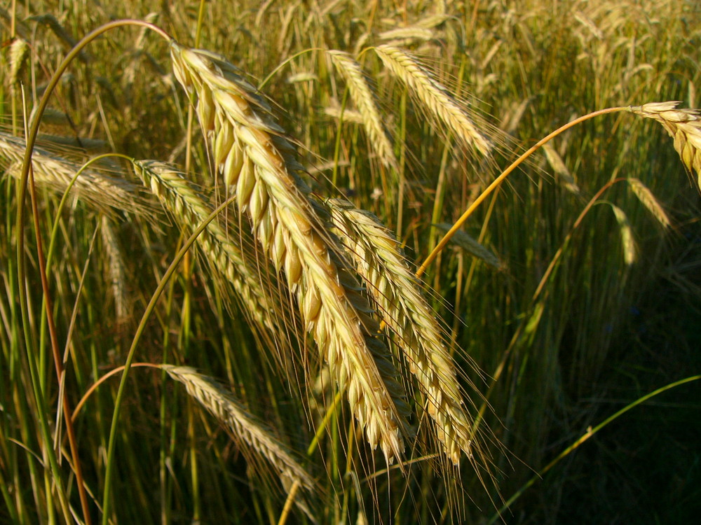 Weizen im Sommer Juli 2005