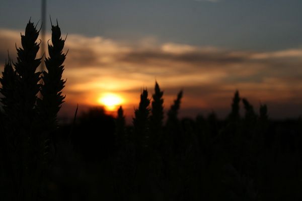 Weizen im Sonnenuntergang