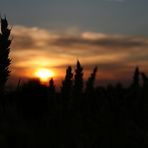 Weizen im Sonnenuntergang