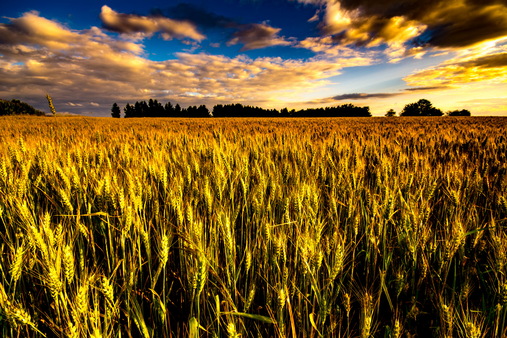 Weizen im Sonnenuntergang 