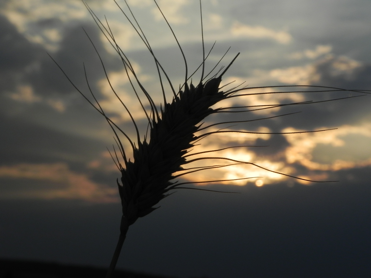 Weizen im Sonnenuntergang