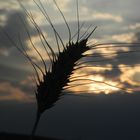 Weizen im Sonnenuntergang