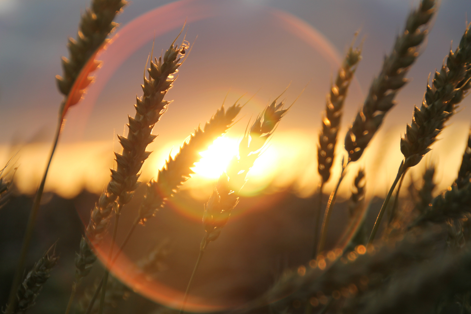 Weizen im Sonnenuntergang