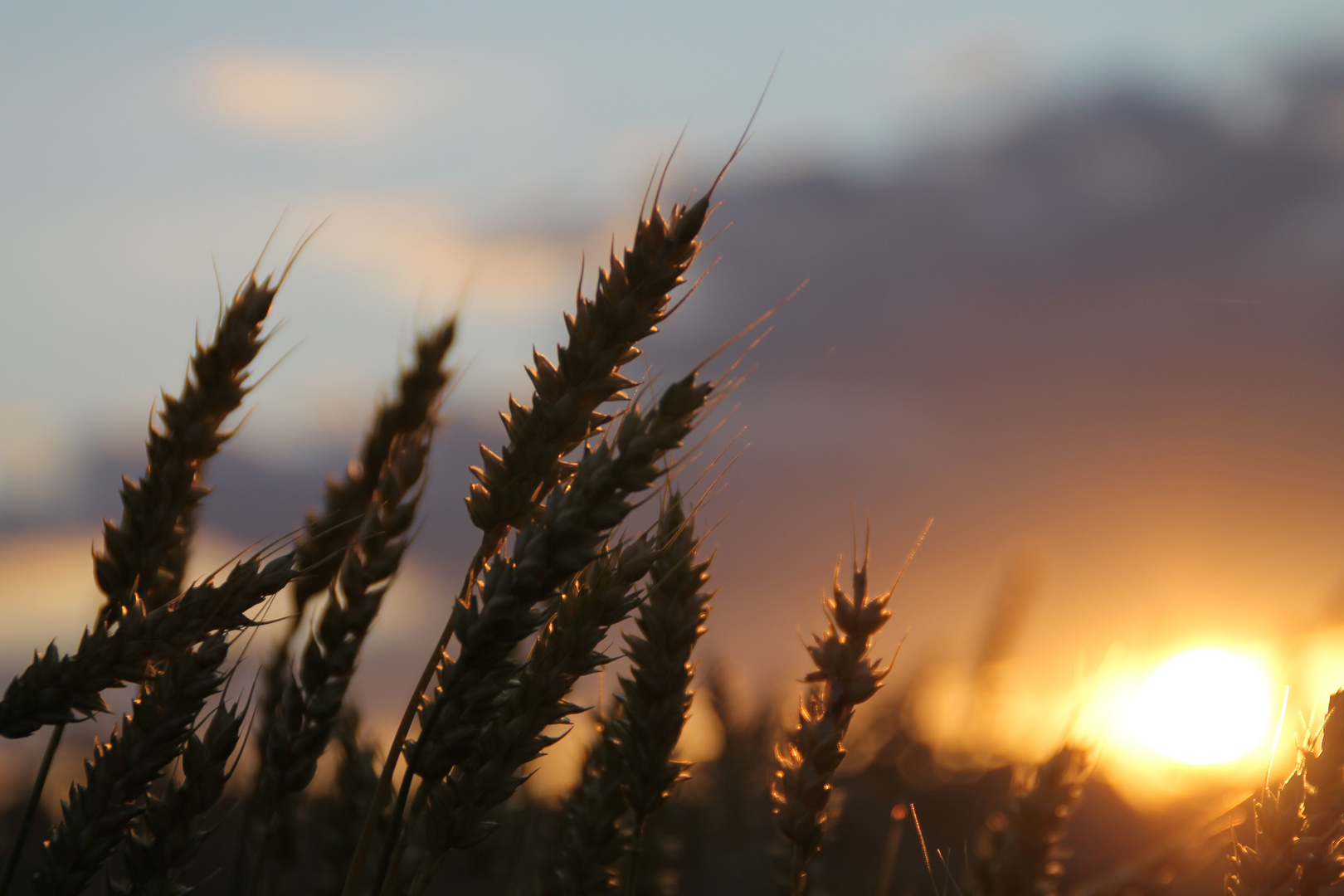 Weizen im Sonnenuntergang2