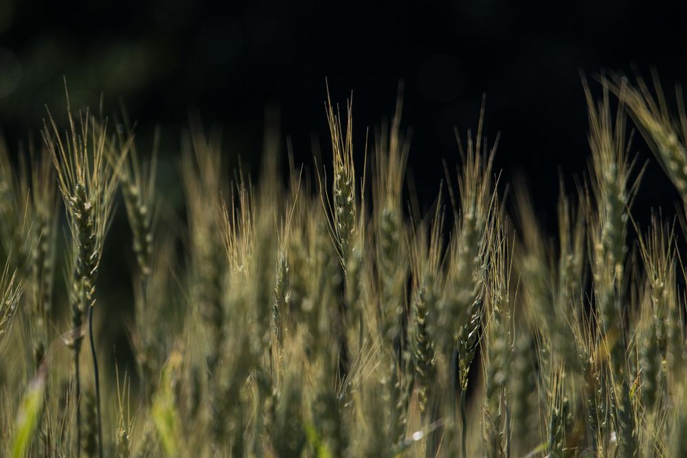 Weizen im Wind