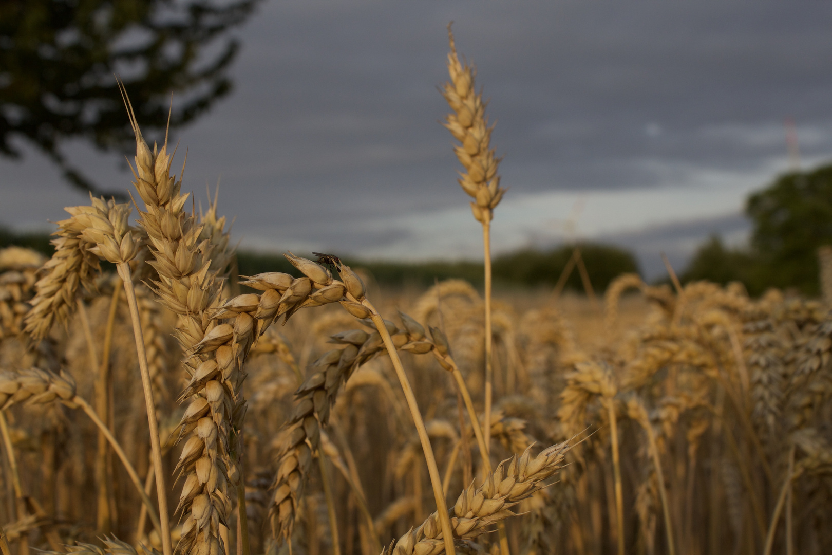 Weizen im Wind 