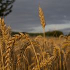 Weizen im Wind 