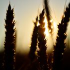 Weizen in der Abendsonne