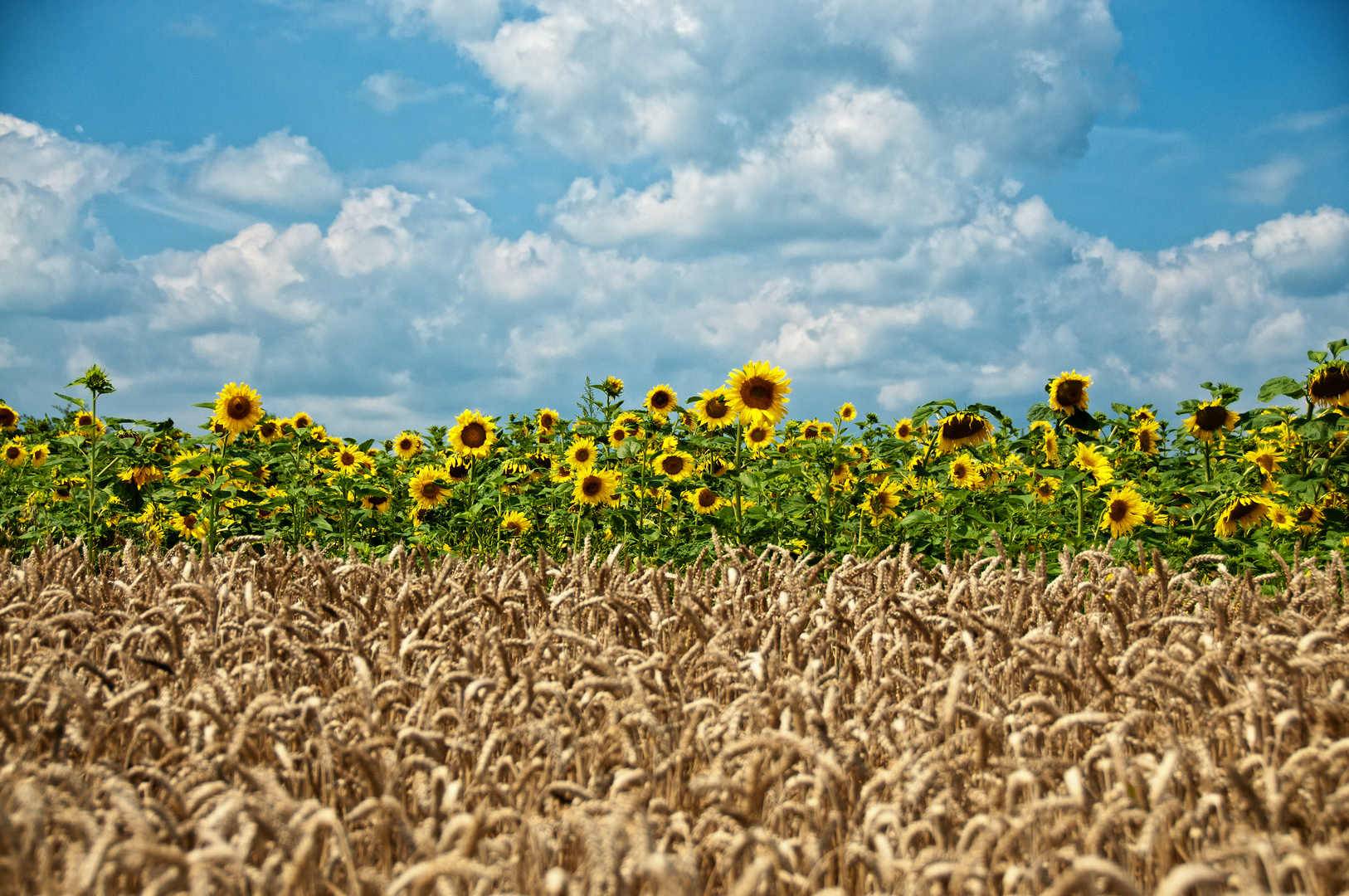 Weizen küßt Sonnenblume