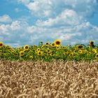 Weizen küßt Sonnenblume