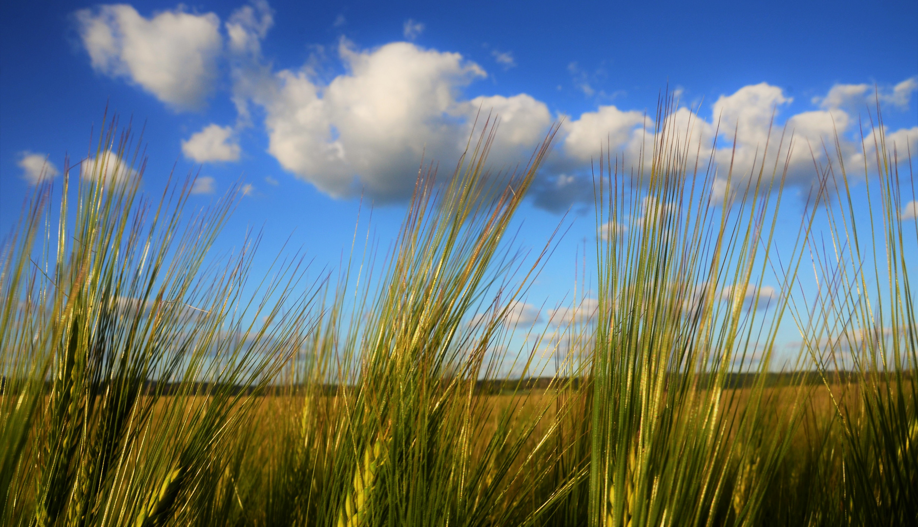 Weizen küsst Wolken....