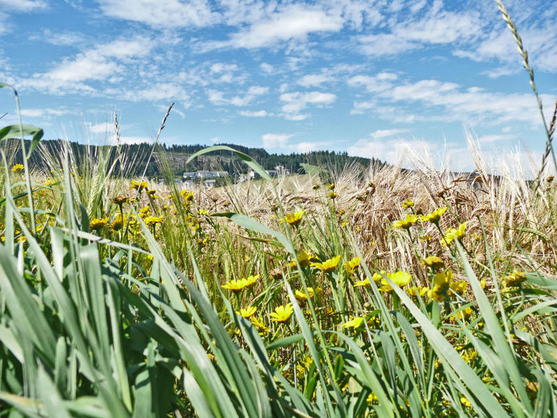 Weizen m. Blumen