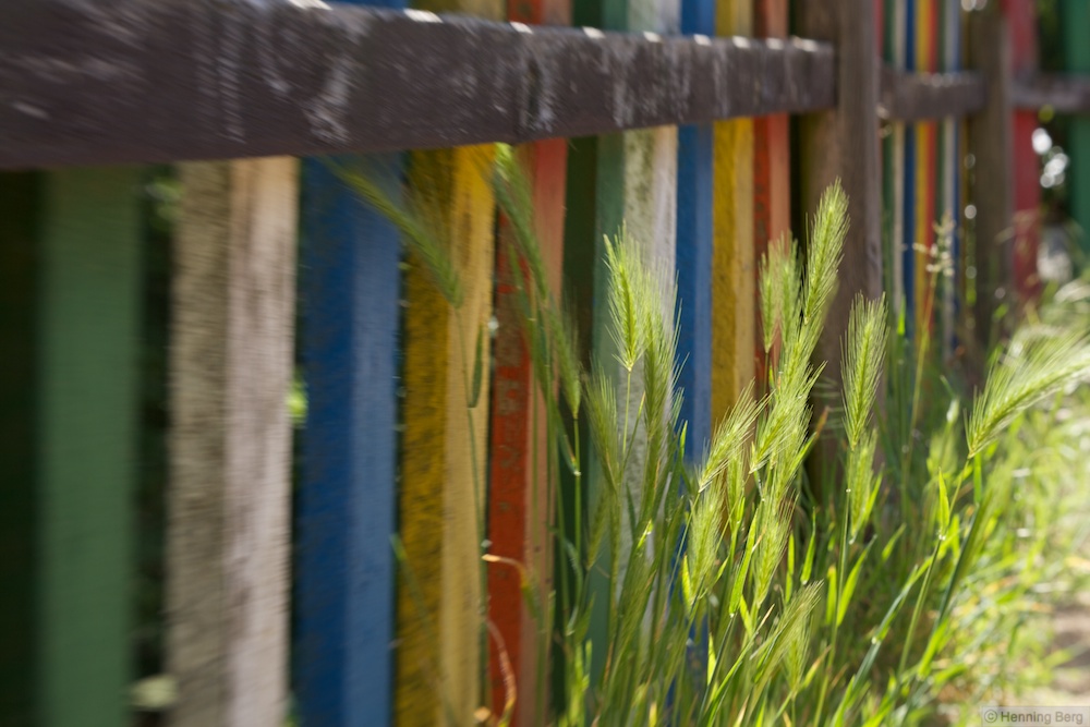 Weizen mit Lensbaby