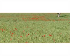 Weizen ..... mit Mohn .....